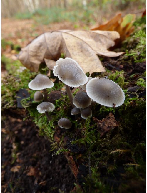 on fallen wood and on buried roots (various species).